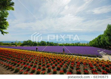 Hokkaido Farm Tomita July Hokkaido Farm Tomita July 68340673