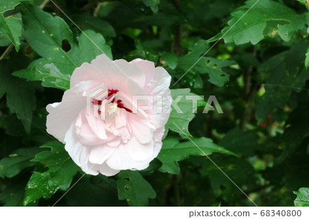 重瓣的鼠尾草（柿子）的花朵略帶粉紅色。 68340800