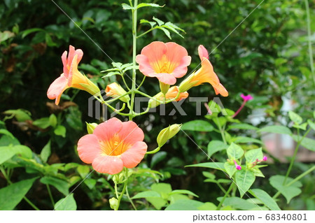 A moss vine that blooms at the end of the rainy season 68340801