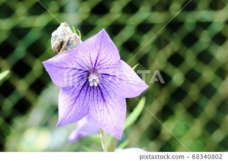 Kikyo (Kikyo) pistil of female stage 68340802