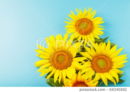Sunflower flowers are yellow on a blue background. 68340892
