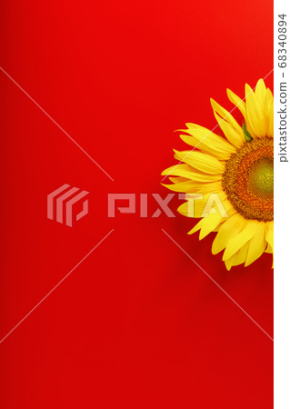 Yellow sunflower flower on a red background top Yellow sunflower flower on a red background top 68340894