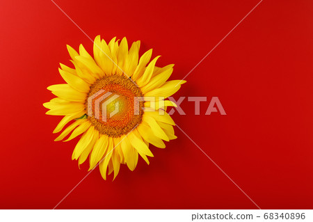 Sunflower yellow on a red background top view. 68340896