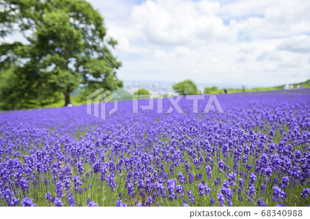 Lavender field in Sapporo Horomi Pass Lavender field in Sapporo Horomi Pass 68340988