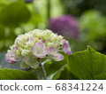 hydrangea   68341224