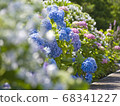 hydrangea   68341227