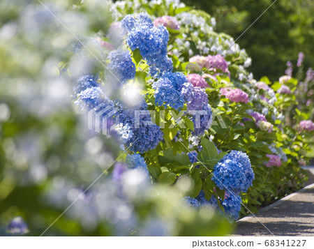 hydrangea   68341227