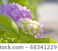 hydrangea   68341229