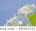 hydrangea   68341231