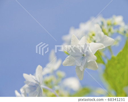 hydrangea   68341231