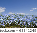 Nemophila 68341249
