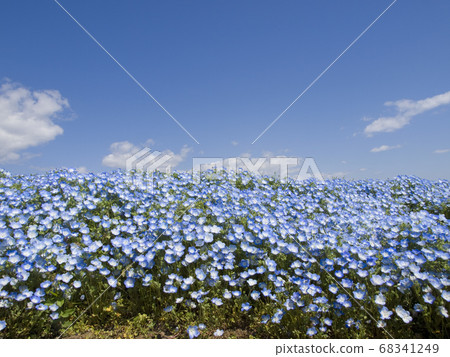 Nemophila 68341249