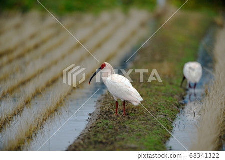 Toki standing on the shore 68341322