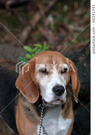 比格犬 比格犬 68341341