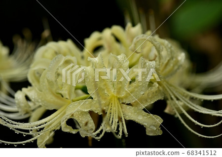 Shiraoka-shi Minuma Substitute Waterside white Limulus flowers blooming on the waterside 68341512