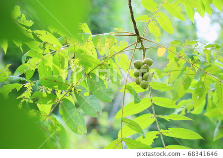 Japanese walnut fruit 68341646