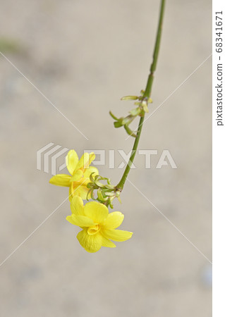 Iseyama Emperor Grand Shrine Huangmei 68341671