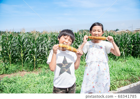 孩子在玉米田裡吃玉米 68341785