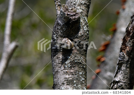 Kogera with her face coming out of a burrow 68341804