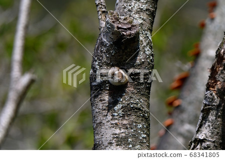 Kogera with her face coming out of a burrow Kogera with her face coming out of a burrow 68341805