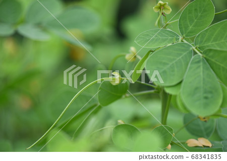 惠比壽未成熟的漿果 68341835