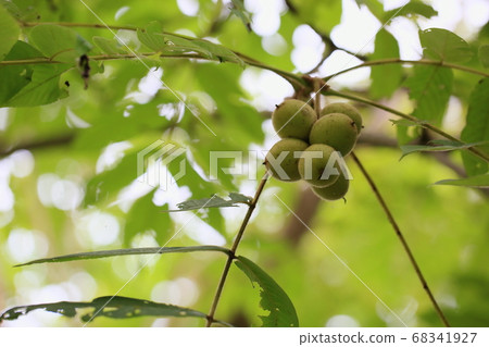 Japanese walnut fruit 68341927