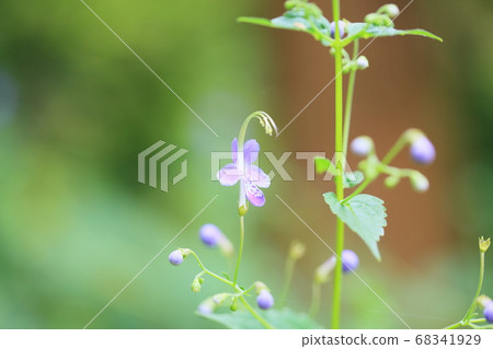 Flowers of Caliphone Flowers of Caliphone 68341929