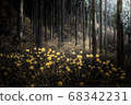 Golden carpet 68342231