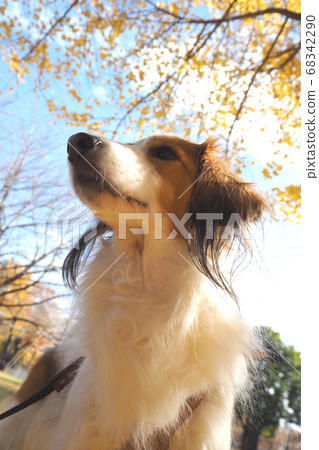 Dog 1 looking up at ginkgo Dog 1 looking up at ginkgo 68342290