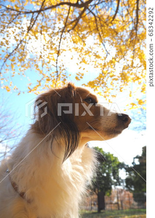 Dog 2 looking up at ginkgo Dog 2 looking up at ginkgo 68342292