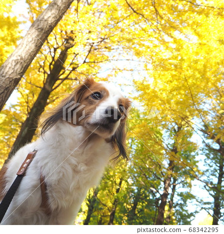 2 with my dog under a row of ginkgo trees 2 with my dog under a row of ginkgo trees 68342295