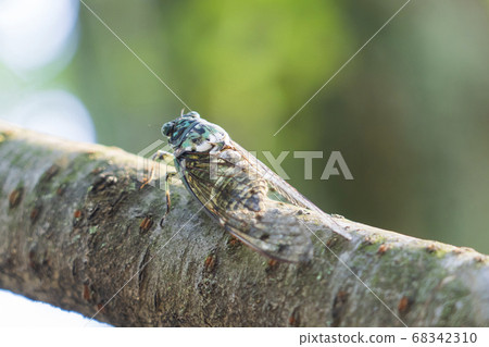 Ming-Min Semi 68342310