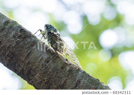 Ming-Min Semi 68342311