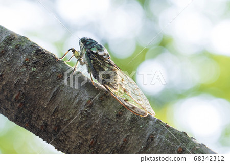 Ming-Min Semi 68342312