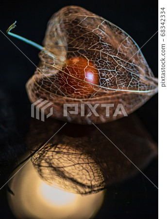 夏日特徵的骷髏hozuki 夏日特徵的骷髏hozuki 68342334