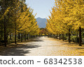 Ginkgo row of trees 68342538
