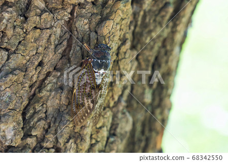 Brown cicada Brown cicada 68342550