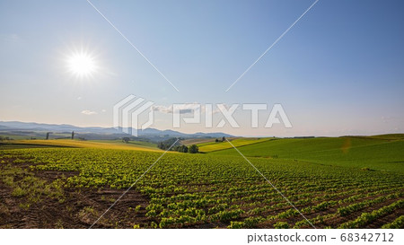 北海道美瑛山七月 68342712