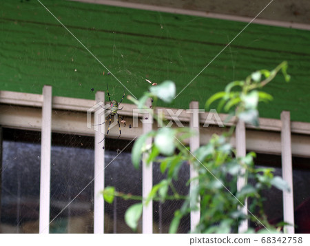 金蜘蛛Argiope bruennichi 金蜘蛛Argiope bruennichi 68342758