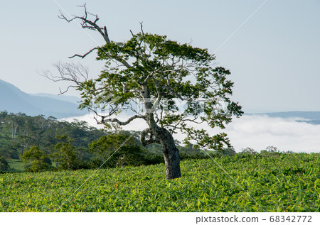 Compete with the sea of clouds 68342772