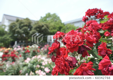 ya部郡治廣場玫瑰園 ya部郡治廣場玫瑰園 68342788