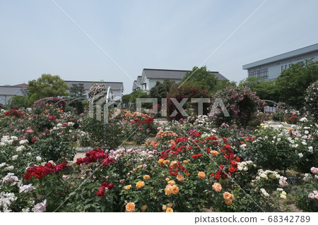 ya部郡治廣場玫瑰園 ya部郡治廣場玫瑰園 68342789