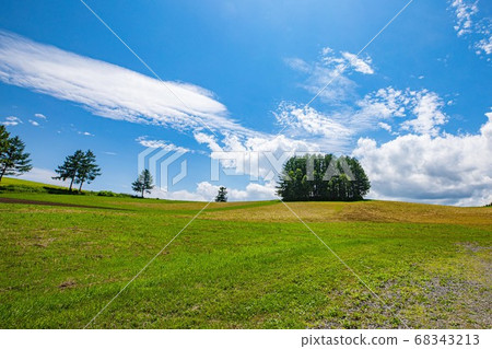 Mild Seven Tree, Biei-cho, Hokkaido, July 68343213