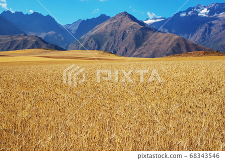 Wheat field Wheat field 68343546