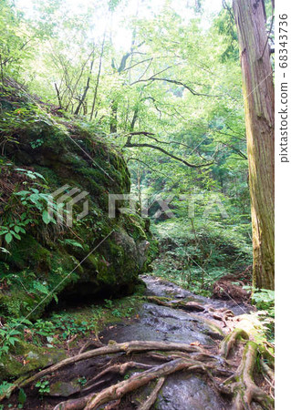 Mossy rocks and fresh greenery Mossy rocks and fresh greenery 68343736