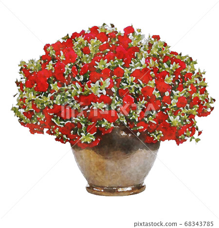 Safinia red petunia illustration 68343785