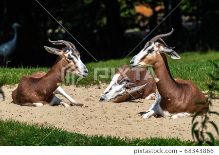 Dama gazelle, Gazella dama mhorr or mhorr gazelle 68343866