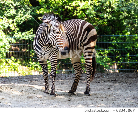 Hartmann's Mountain Zebra, Equus zebra hartmannae. Hartmann's Mountain Zebra, Equus zebra hartmannae. 68343867