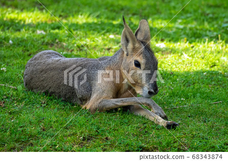 Patagonian Mara, Dolichotis patagonum are large 68343874