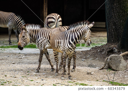 Hartmann's Mountain Zebra, Equus zebra hartmannae. Hartmann's Mountain Zebra, Equus zebra hartmannae. 68343879